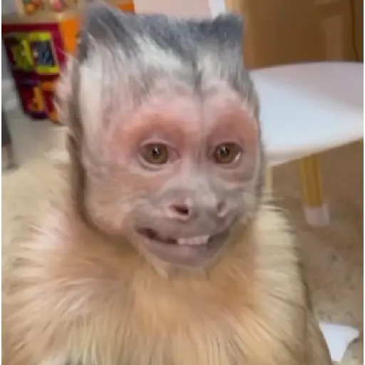 Monito giorgie🥰❤️💖🙈🍌 4