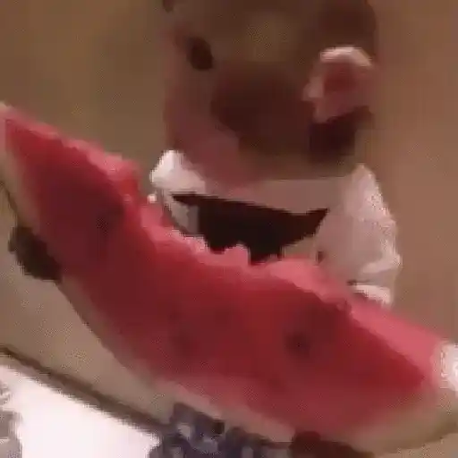 🐒 Monos Random TikTok 🐵🐒 6