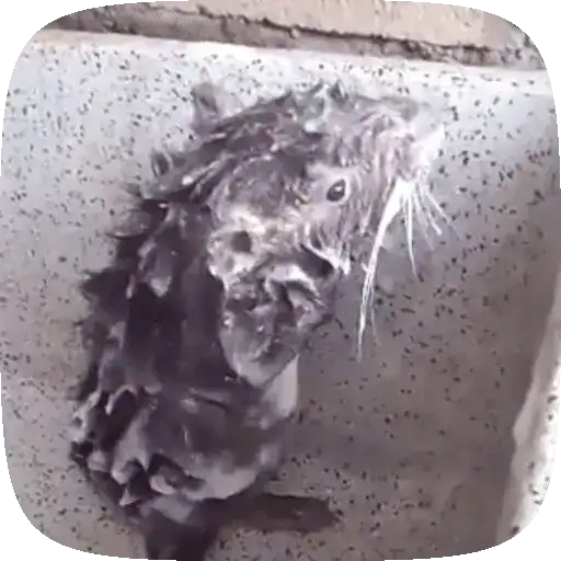 🐀 Ratitas funny pal chat🐁🐀 14