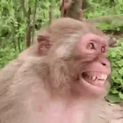 Funnymonke 11