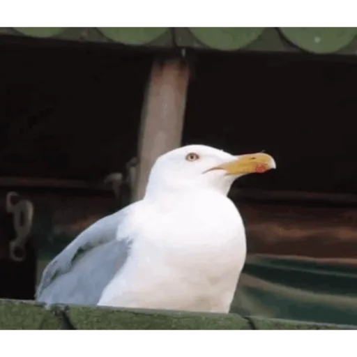 Gif animado 1