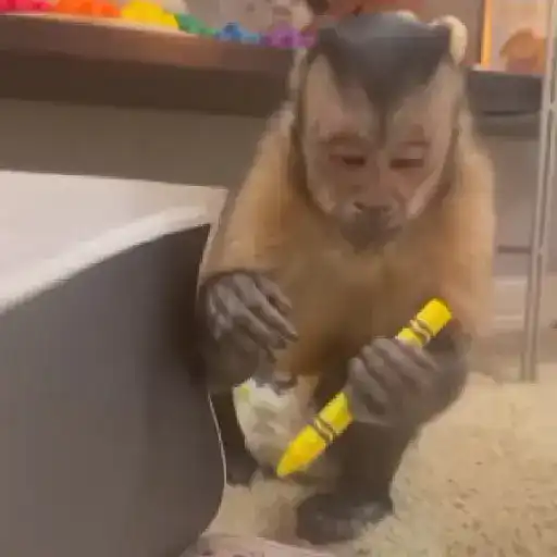 Monito giorgie🥰❤️💖🙈🍌 5