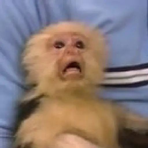 🐒 Monos Random TikTok 🐵🐒 2