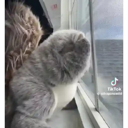 Gifs 18