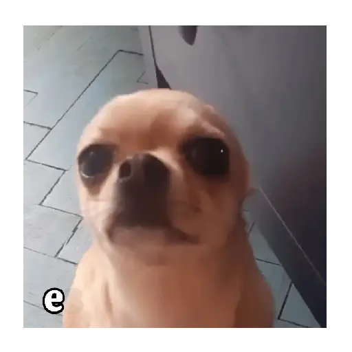Perro loco pal chat 🐶🤪 8