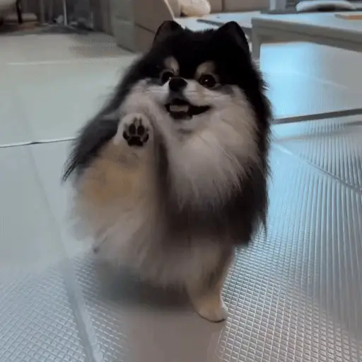 Perritos bonitos 🐶🐾💕 5