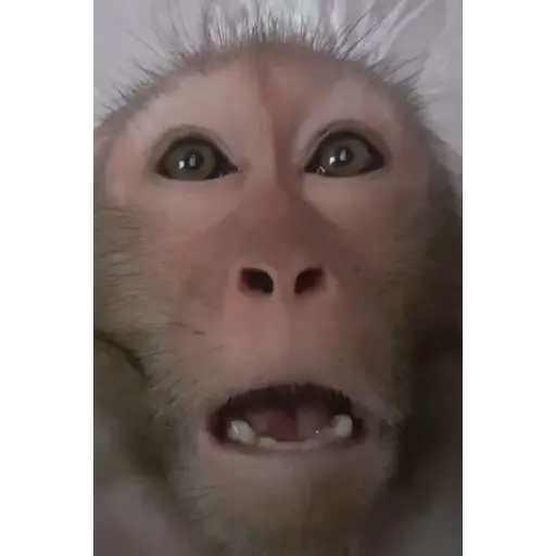Funnymonke 5