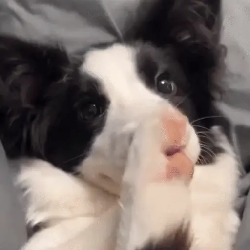 Perritos bonitos 🐶🐾💕 7