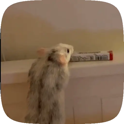 🐀 Ratitas funny pal chat🐁🐀 16