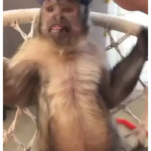 Monito giorgie🥰❤️💖🙈🍌 12