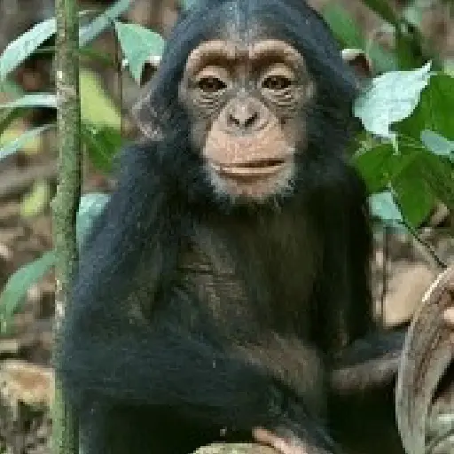🐒 Monos Random TikTok 🐵🐒 8
