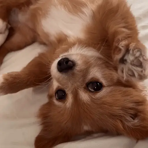 Perritos bonitos 🐶🐾💕 1