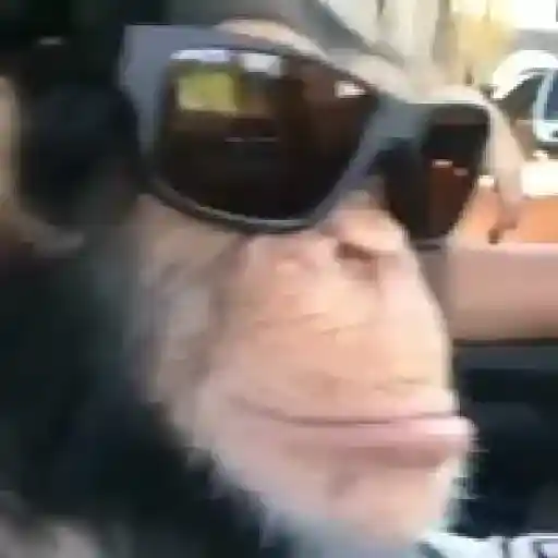 🐒 Monos Random TikTok 🐵🐒 4