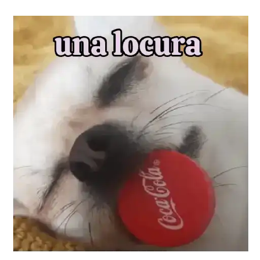 Perro loco pal chat 🐶🤪 9