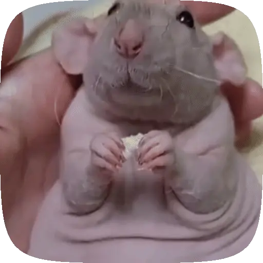 🐀 Ratitas funny pal chat🐁🐀 2