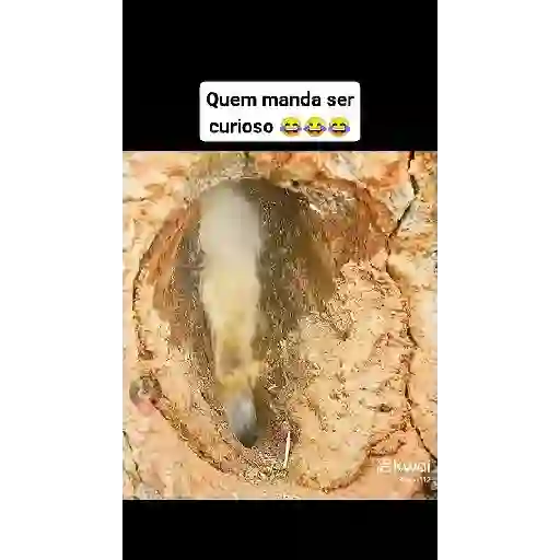 Engraçadas e fofas 19