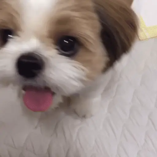 Perritos bonitos 🐶🐾💕 6