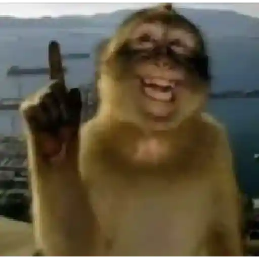 🐒 Monos Random TikTok 🐵🐒 12