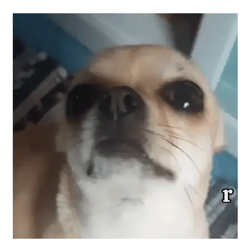 Perro loco pal chat 🐶🤪 6