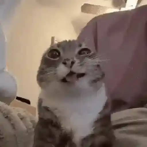 Funnymonke 28