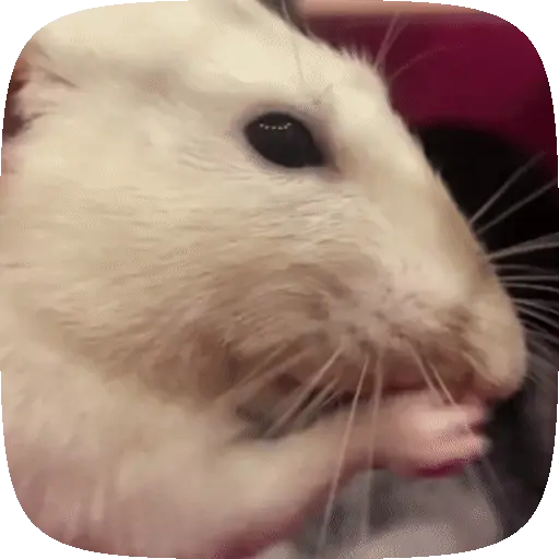 🐀 Ratitas funny pal chat🐁🐀 13