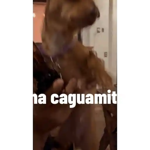 Ghh 13
