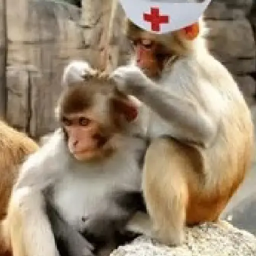 🐒 Monos Random TikTok 🐵🐒 11