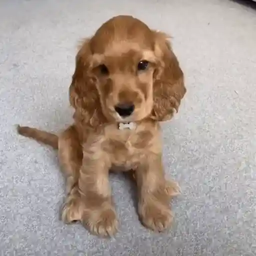 Perritos bonitos 🐶🐾💕 12