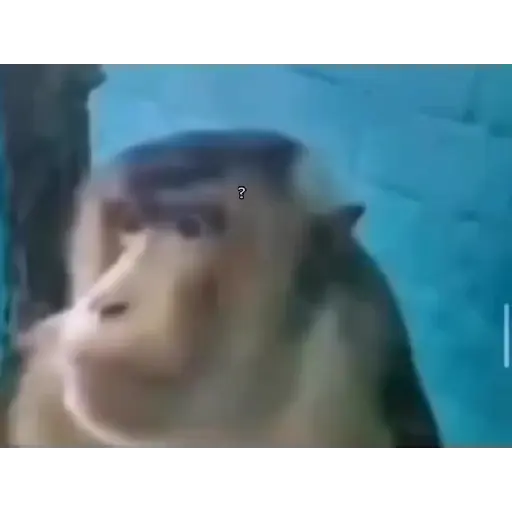 Funnymonke 3