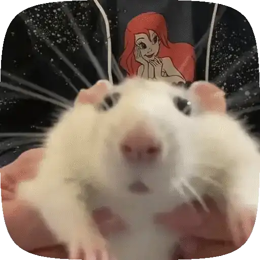 🐀 Ratitas funny pal chat🐁🐀 15