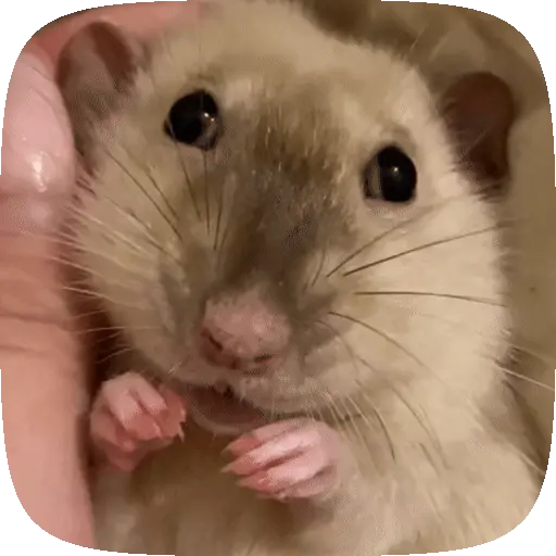 🐀 Ratitas funny pal chat🐁🐀 3