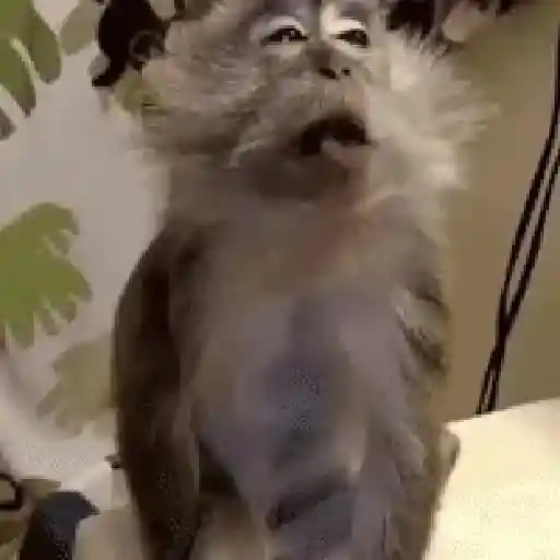 🐒 Monos Random TikTok 🐵🐒 5