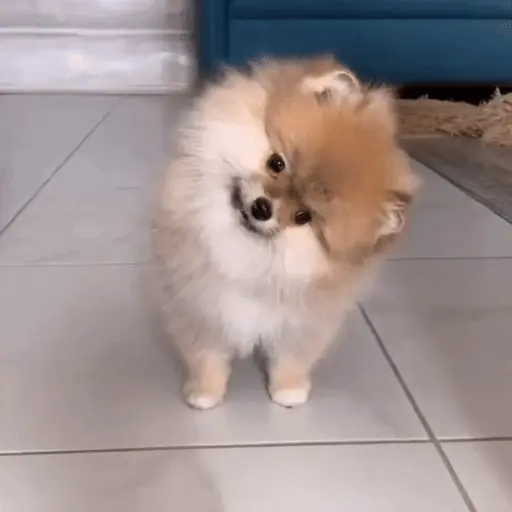 Perritos bonitos 🐶🐾💕 18