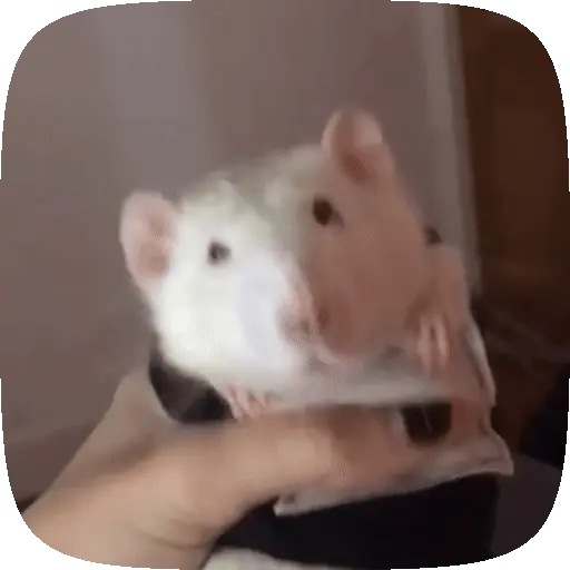 🐀 Ratitas funny pal chat🐁🐀 1