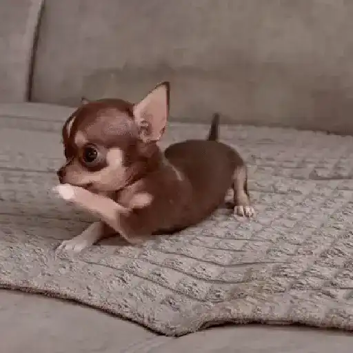 Perritos bonitos 🐶🐾💕 10