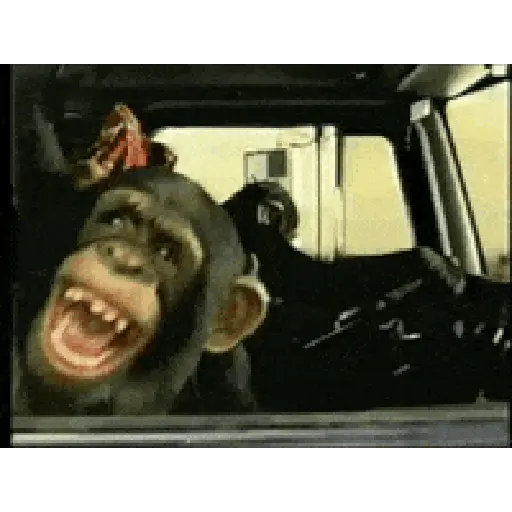 Funnymonke 10