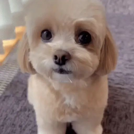 Perritos bonitos 🐶🐾💕 20