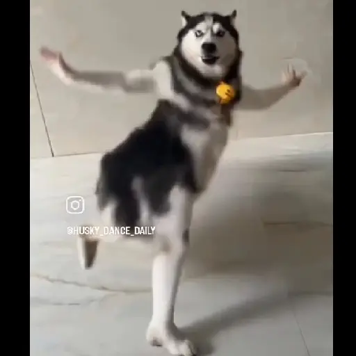 Kocak 23
