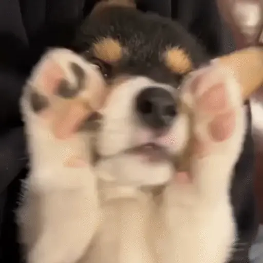 Perritos bonitos 🐶🐾💕 19