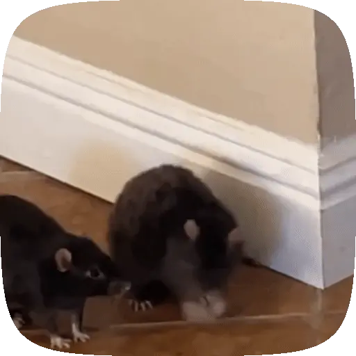 🐀 Ratitas funny pal chat🐁🐀 12
