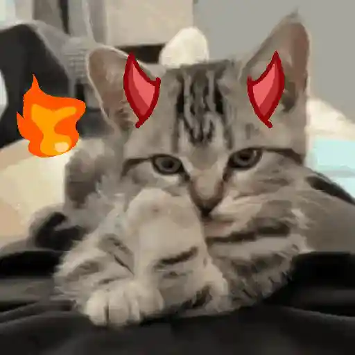 Gatos horny  2
