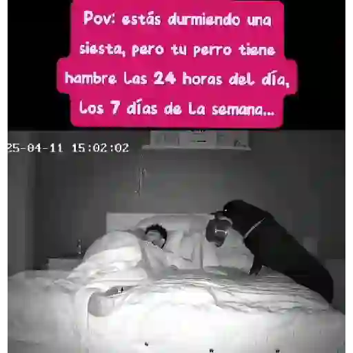 Animales ✨✨ 8