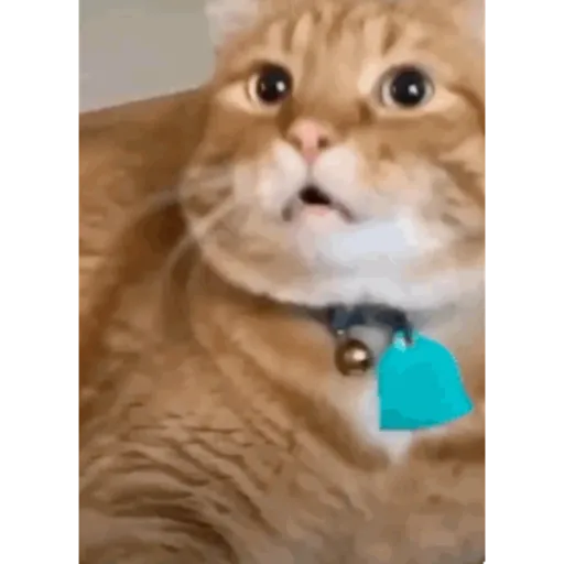 Krony’s Cat 6