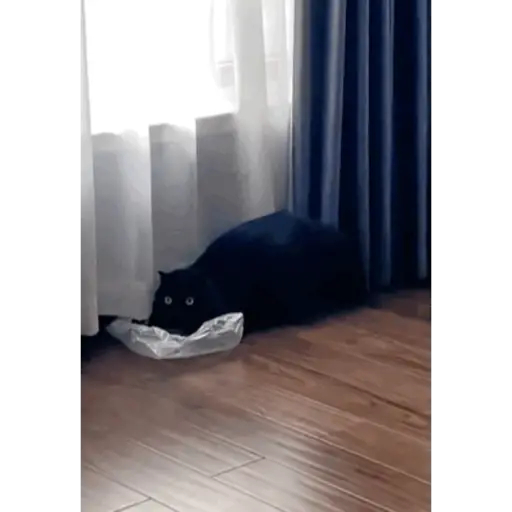 Krony’s Cat 3