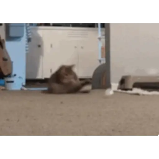 Krony’s Cat 2