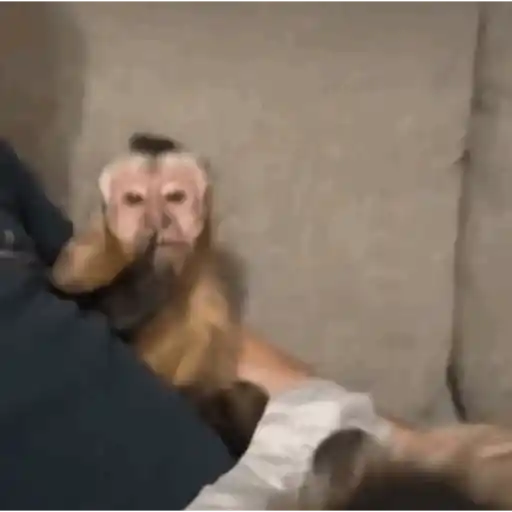 Essa menina solta 3