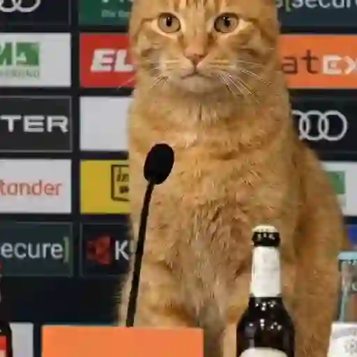 Gato mods peda 11