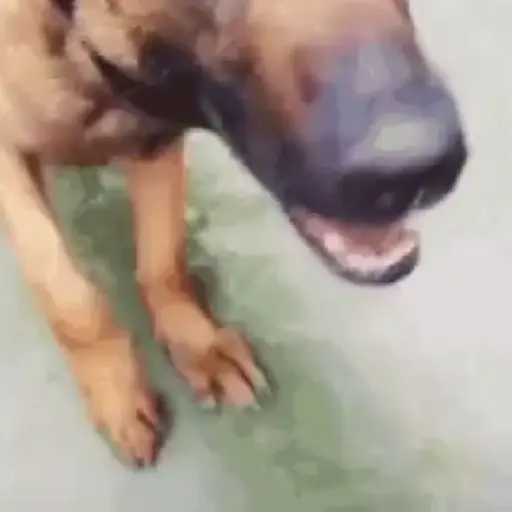 Funny very funny 5