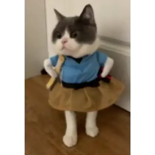 Gatos Gifs 24