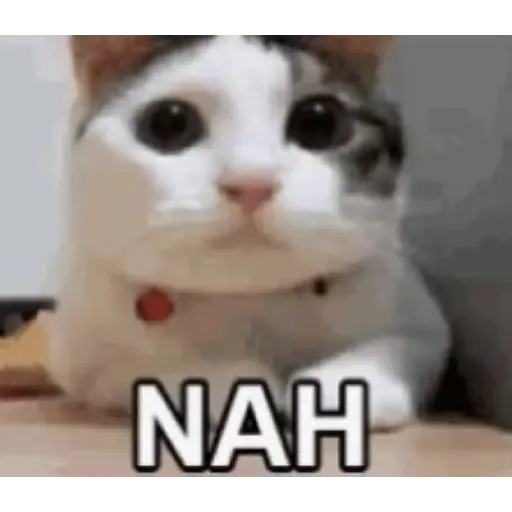 Gatos Gifs 1